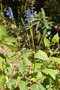 vignette Salvia cacaliifolia