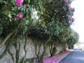 vignette Camellias et Rhododendrons