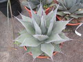 vignette Agave parryi var Chihuahua