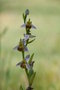 vignette Ophrys apifera