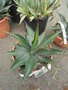 vignette Agave gentryi 'jaws'