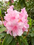 vignette Rhododendron 'pink pearl'