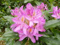 vignette Rhododendron pontique