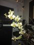 vignette Phalaenopsis stuartiana ,Yellow Strain'