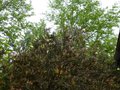 vignette Callistemon Pityoides immense qui commence sa floraison au 09 05 14