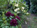 vignette Rhododendron Franck Galsworthy bien accompagn au 10 05 14