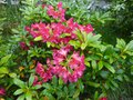 vignette Rhododendron Golden gate trs flashy au 10 05 14
