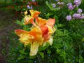 vignette Rhododendron Boutidouble aux fleurs doubles parfumes au 10 05 14