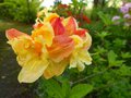 vignette Rhododendron Boutidouble gros plan parfum au 10 05 14