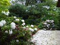 vignette Rhododendrons terrasse nord au 10 05 14