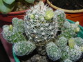 vignette Mammillaria vetula ssp. gracilis