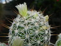 vignette Mammillaria vetula ssp. gracilis