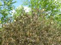 vignette Callistemon Pityoides immense qui commence sa floraison au 11 05 14
