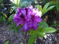 vignette Rhododendron Purple splendour au 11 05 14