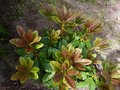 vignette Rhododendron Extraordinaire aux nouvelles pousses colores au 11 05 14