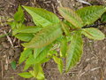 vignette Pourthiaea	 villosa var. Parvifolia