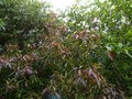 vignette Rhododendron Lutescens au beau feuillage qui vire au pourpre au 12 05 14