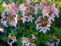 vignette Rhododendron Delicatissimum magnifique et parfum au 10 05 14