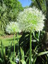 vignette Allium 'White Empress'