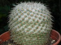 vignette Mammillaria albilanata ssp. oaxacana