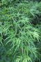 vignette Acer palmatum 'Green Lace'