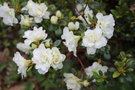 vignette Rhododendron 'Hardy Gardenia'