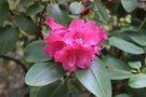 vignette Rhododendron 'Hallelujah'