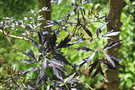 vignette Sambucus nigra f. porphyrophylla 'Black Lace'