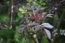vignette Sambucus nigra f. porphyrophylla 'Guincho Purple'