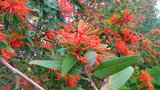 vignette Embothrium coccineum