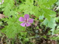 vignette Granium robertianum (fleur)
