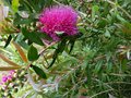 vignette Callistemon Acuminatus premières fleurs au 13 05 14