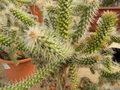 vignette Cylindropuntia wippley