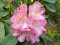 vignette Rhododendron centenaire (cf Pascual)