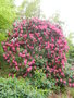 vignette Rhododendron 'Cynthia'