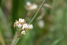 vignette Allium fragrans