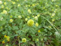 vignette trifolium campestre (fleur)