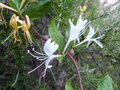 vignette Lonicera peryclymenum (fleurs)