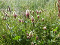 vignette trifolium incarnatum subsp. molinerii