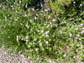 vignette Geranium pyrenaicum