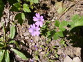 vignette Geranium pyrenaicum (fleurs)
