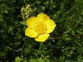vignette Ranunculus repens (fleur)