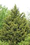 vignette A identifier Juniperus