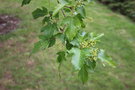 vignette Acer tatarica ssp. ginnala
