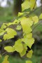 vignette Betula pendula ssp. pendula 'Schneverdingen Goldbirke' = 'Golden Cloud'
