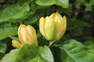 vignette Magnolia 'Yellow Bird'