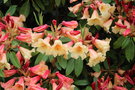 vignette Rhododendron 'Jingle Bells'