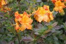 vignette Rhododendron 'Glowing Embers'