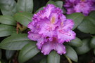 vignette Rhododendron 'Everestianum'