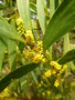 vignette Mimosa chenille - Acacia longifolia = Acacia trinervis